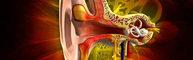 graphic of vestibular system